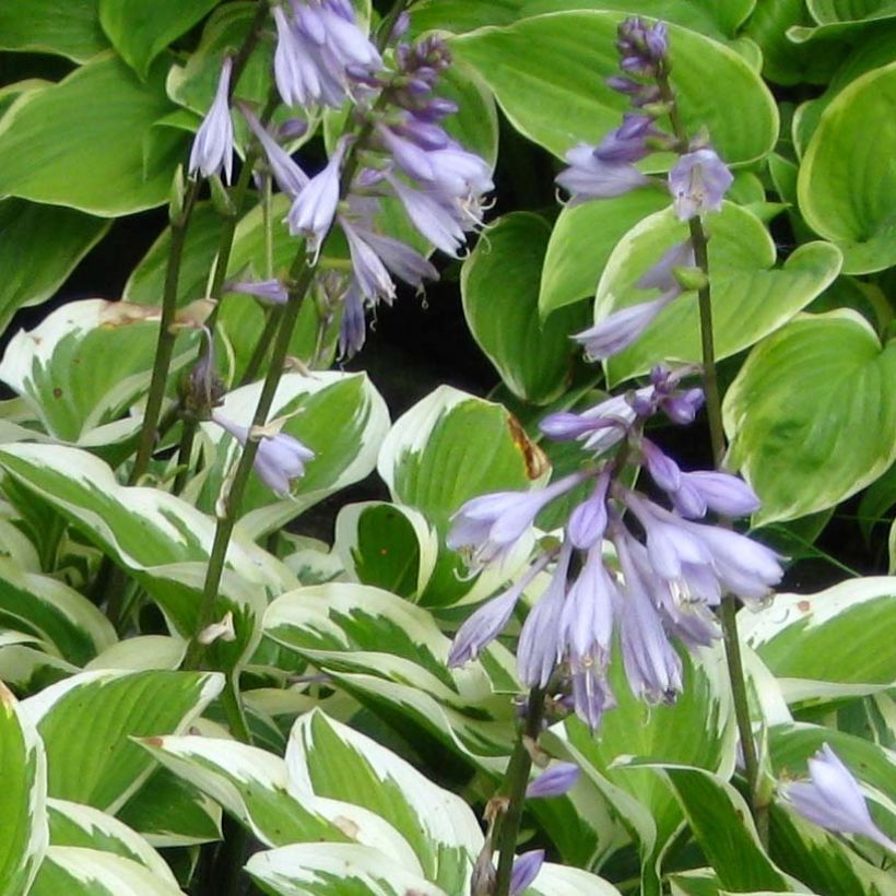 Hosta Queen Josephine (Fioritura)