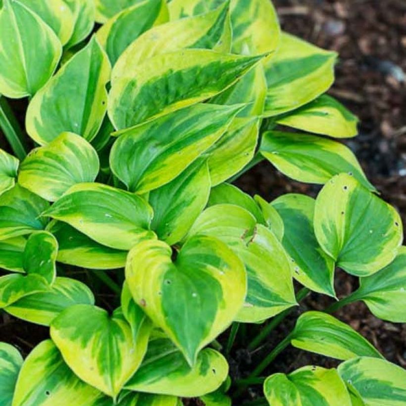 Hosta Radiant Edger (Fogliame)