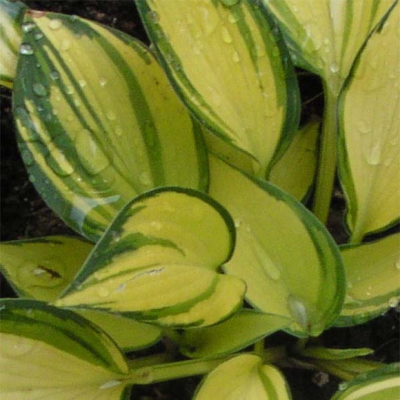 Hosta Remember Me (Fogliame)