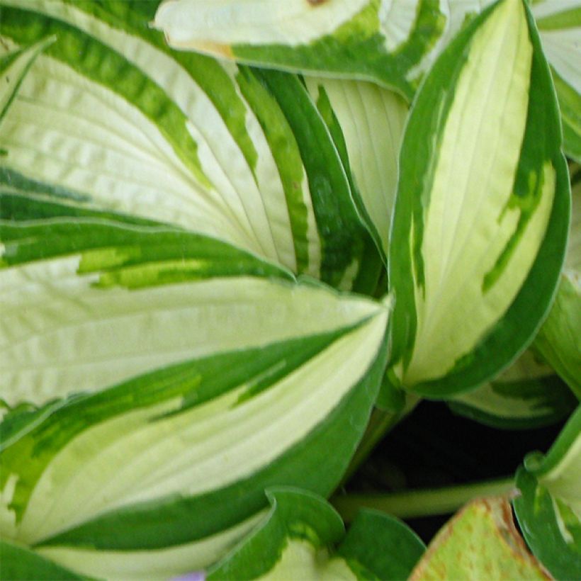 Hosta Reversed (Fogliame)