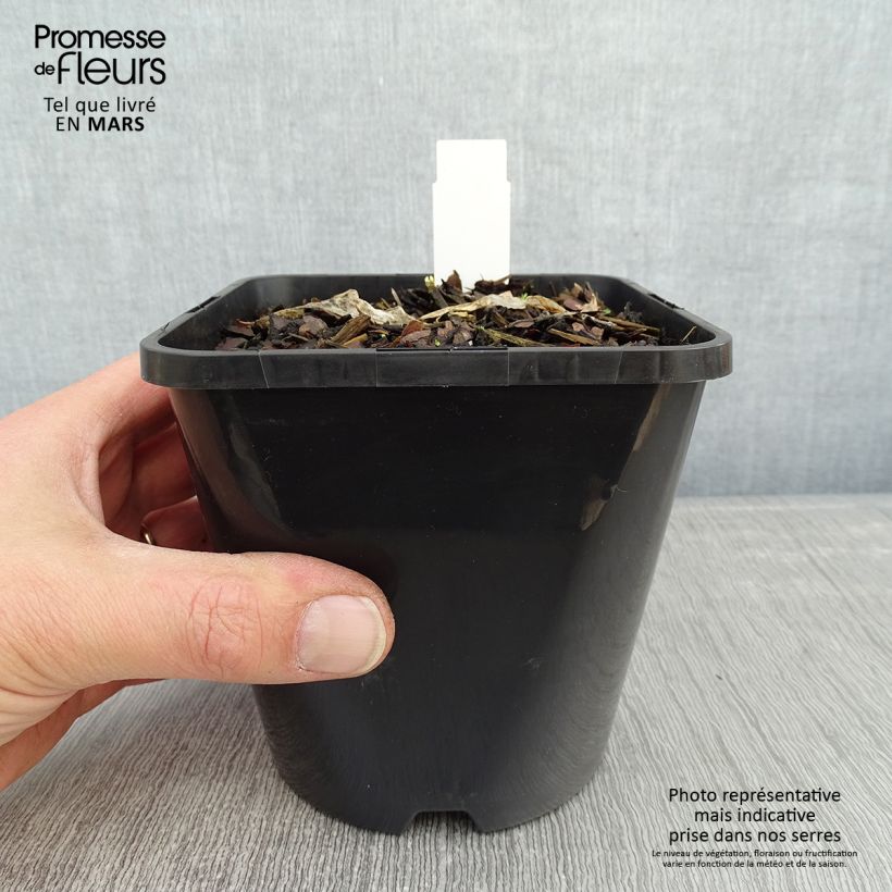 Hosta Ripple Effect Pot de 1,5L/2L esemplare consegnato in inverno