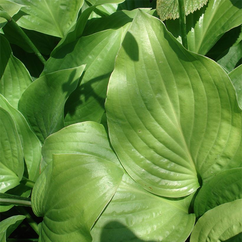 Hosta Royal Standard (Fogliame)