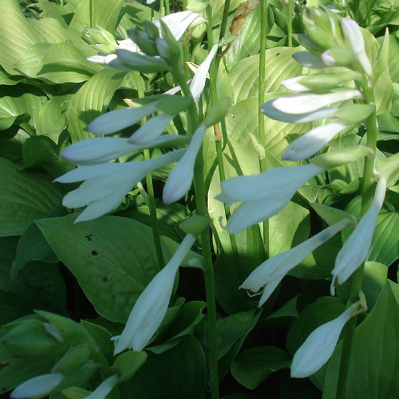 Hosta Royal Standard (Fioritura)