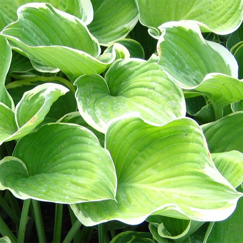 Hosta fluctuans Sagae (Fogliame)