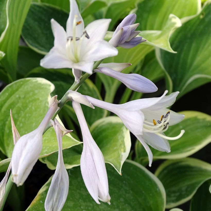 Hosta fluctuans Sagae (Fioritura)