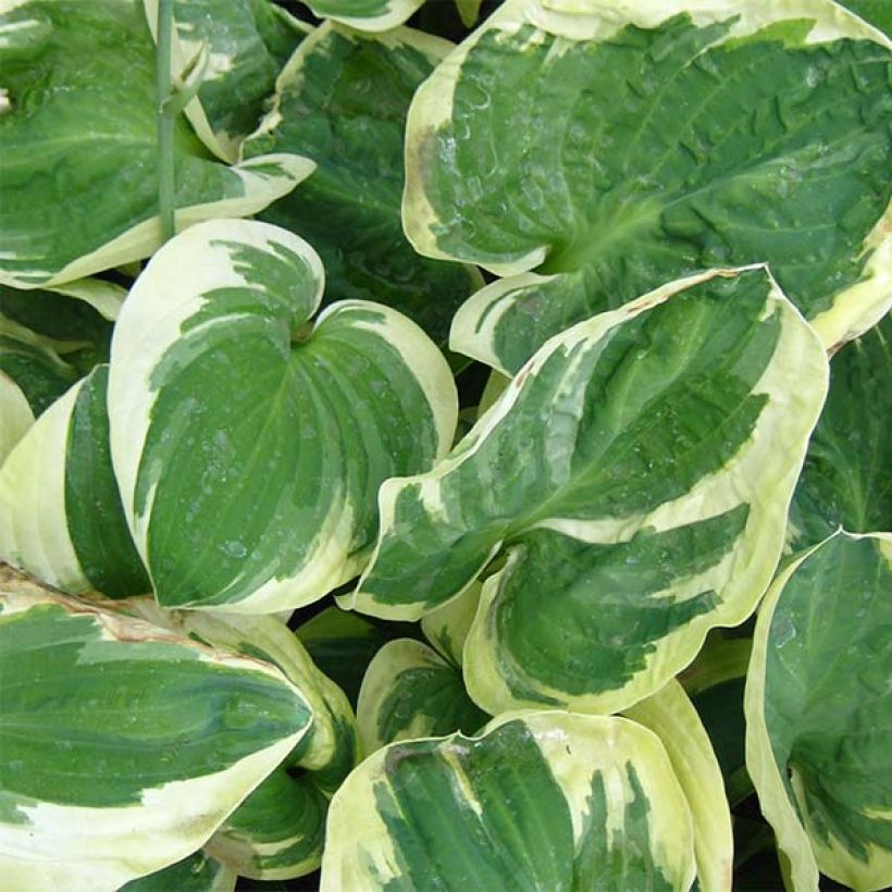 Hosta Snow Cap (Fogliame)