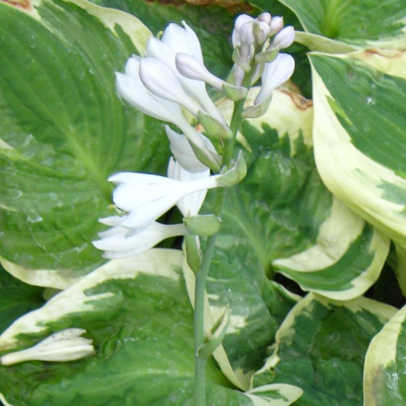 Hosta Snow Cap (Fioritura)