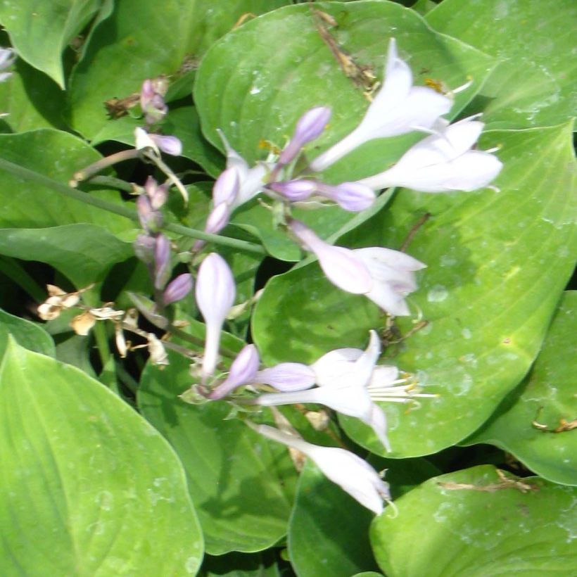 Hosta Special Gift (Fioritura)