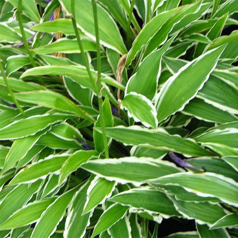 Hosta Stiletto (Fogliame)