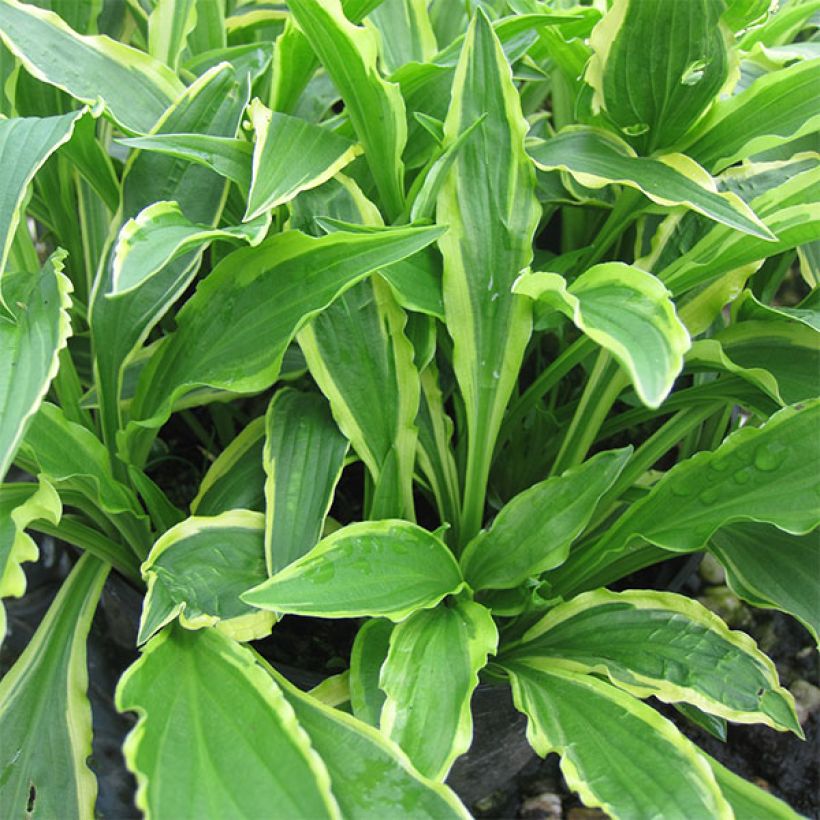 Hosta Stiletto (Porto)