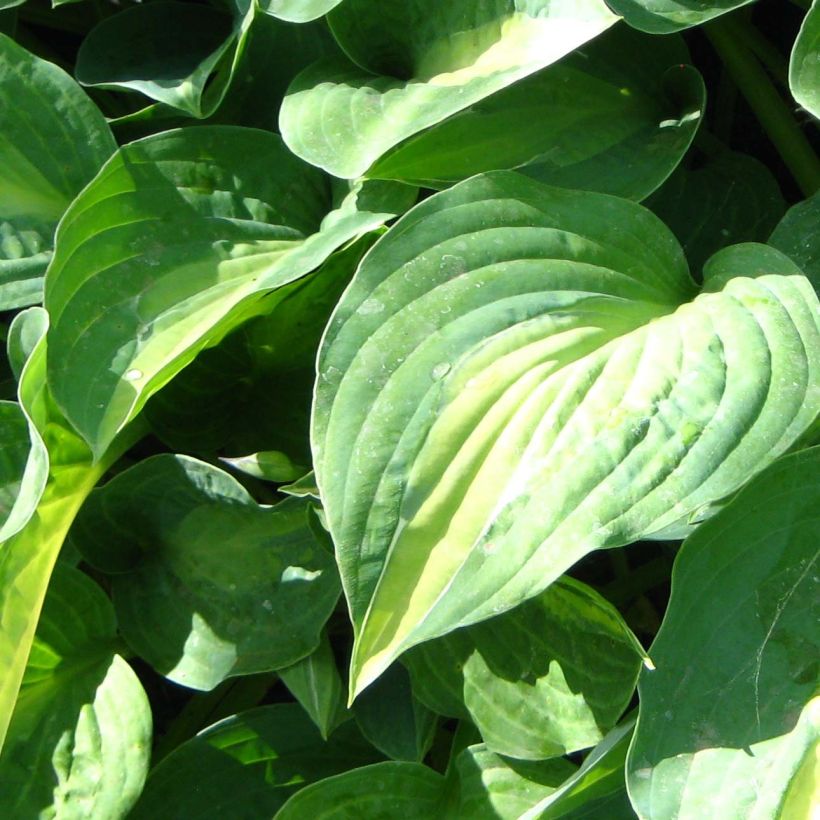 Hosta Striptease (Fogliame)