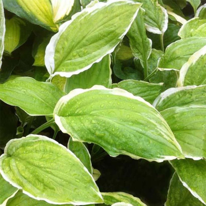 Hosta Sugar and Cream (Fogliame)