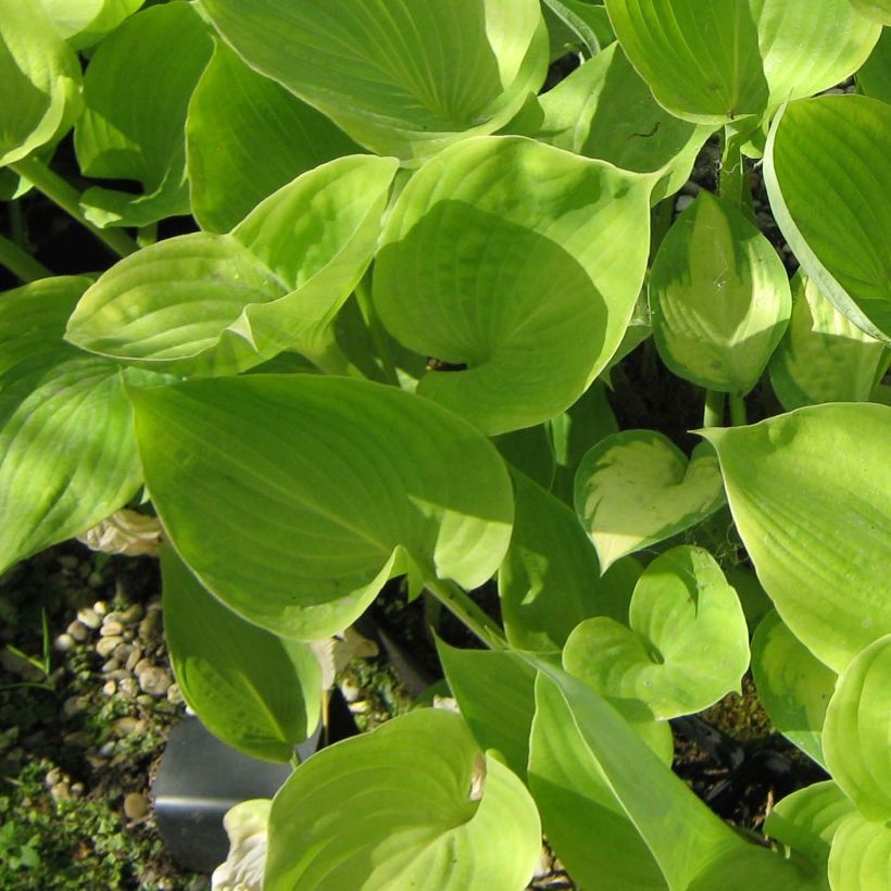 Hosta Sum of All (Fogliame)