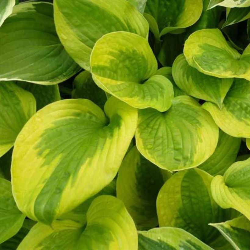 Hosta Summer Breeze (Fogliame)