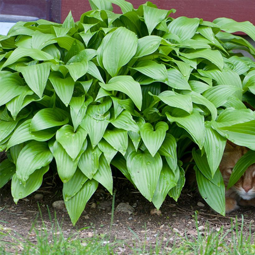 Hosta Sweet Susan (Fogliame)