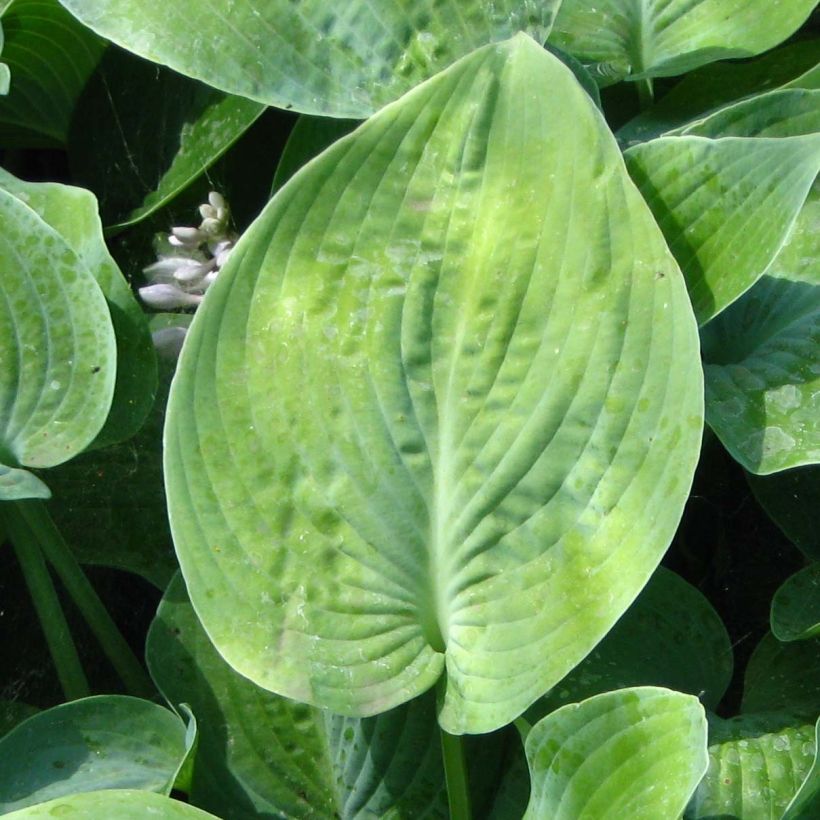 Hosta True Blue (Fogliame)