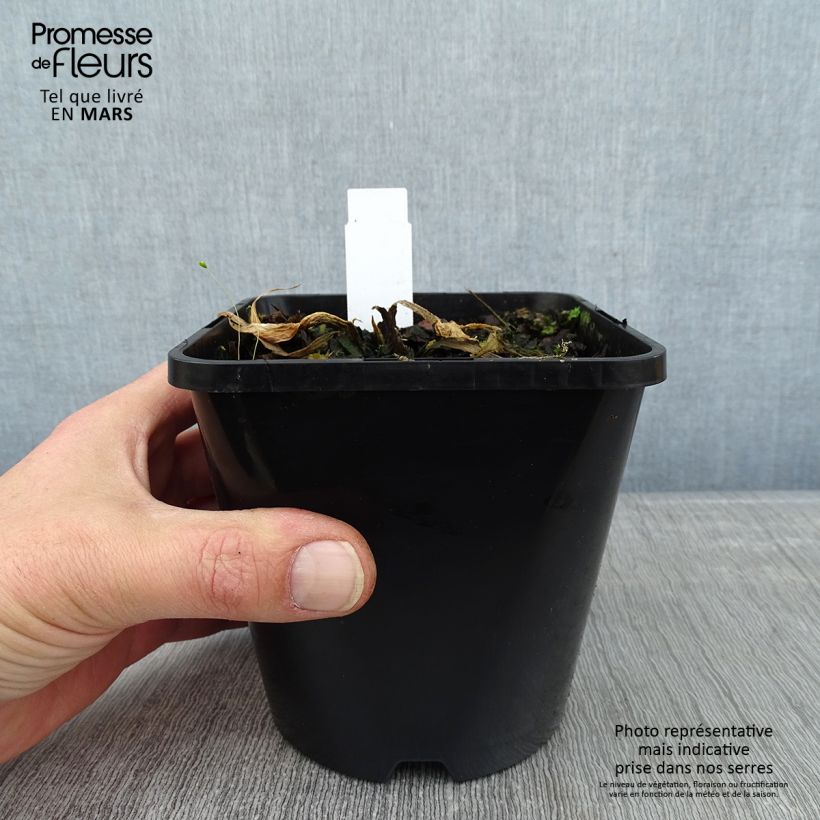 Hosta Victor Pot de 1,5L/2L esemplare consegnato in inverno