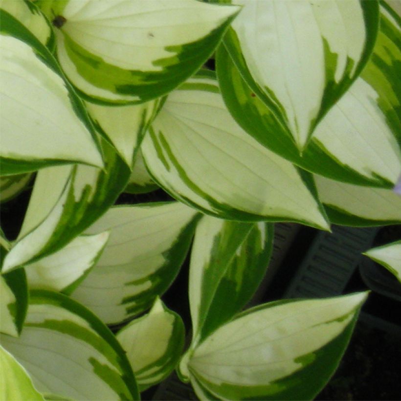 Hosta Warwick Delight (Fogliame)