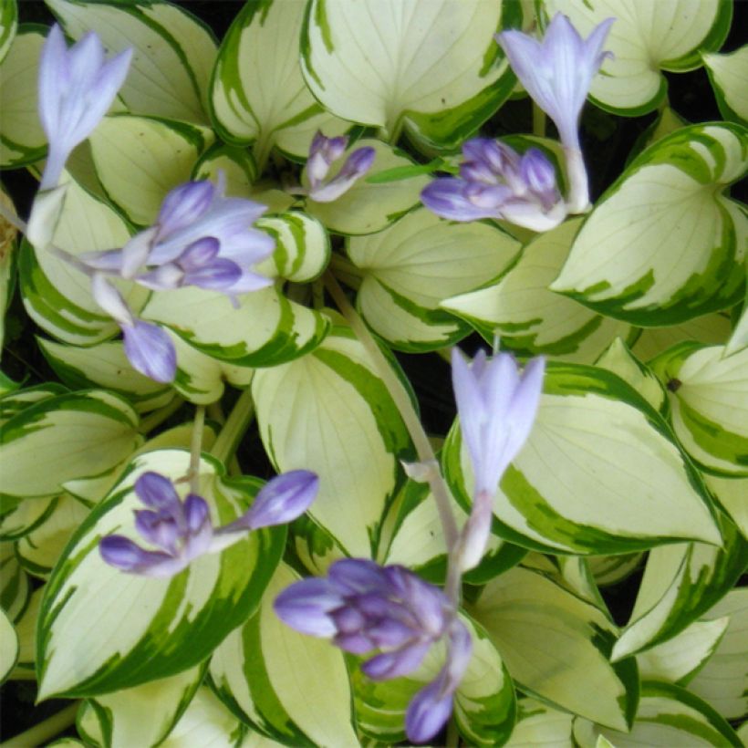 Hosta Warwick Delight (Fioritura)