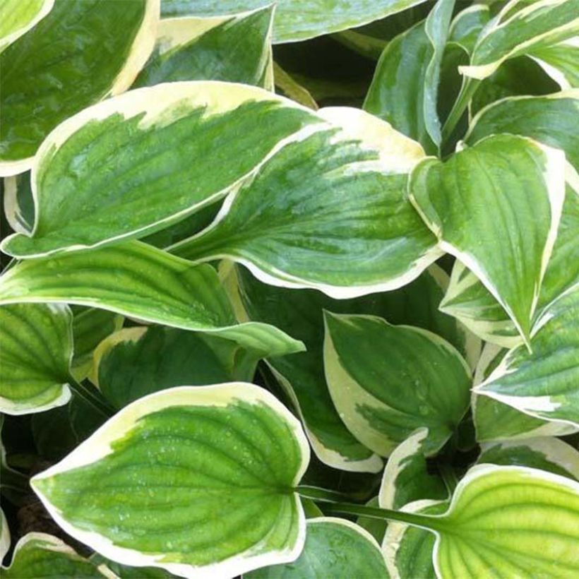 Hosta Warwick Edge (Fogliame)