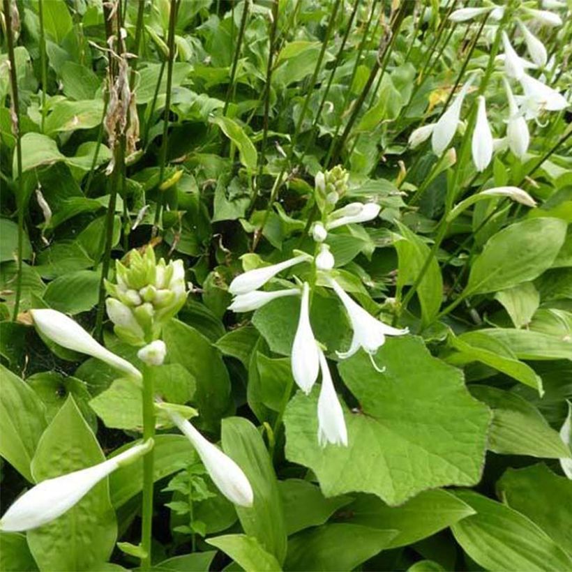 Hosta White Trumpets (Fioritura)