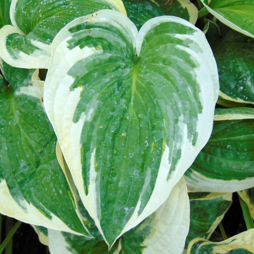 Hosta Wide Brim (Fogliame)