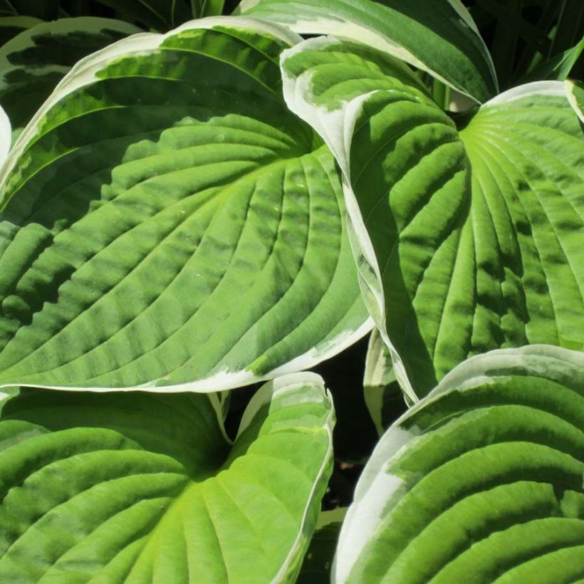 Hosta Winter Snow (Fogliame)