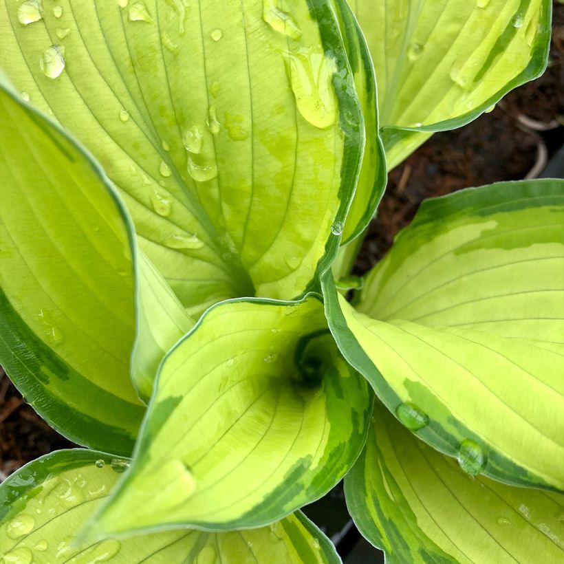 Hosta fortunei albopicta (Fogliame)