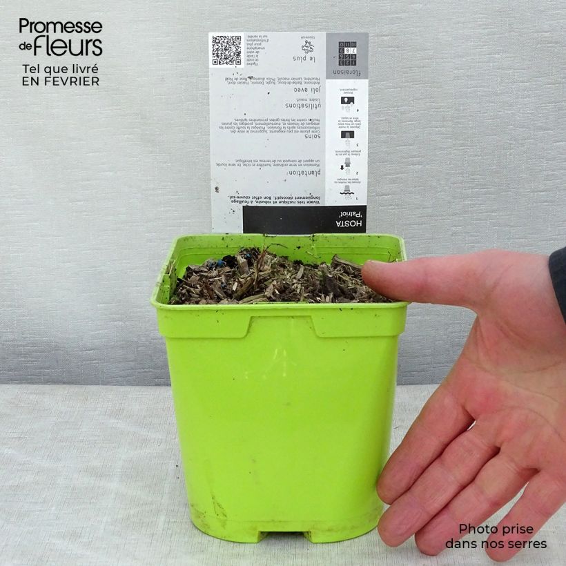 Hosta fortunei Patriot en pot de 2L/3L esemplare consegnato in inverno