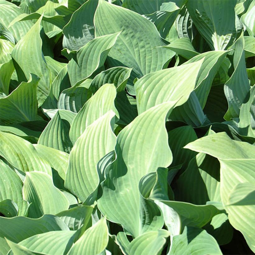 Hosta fortunei var. hyacinthina (Fogliame)