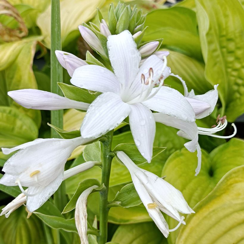 Hosta Guacamole (Fioritura)