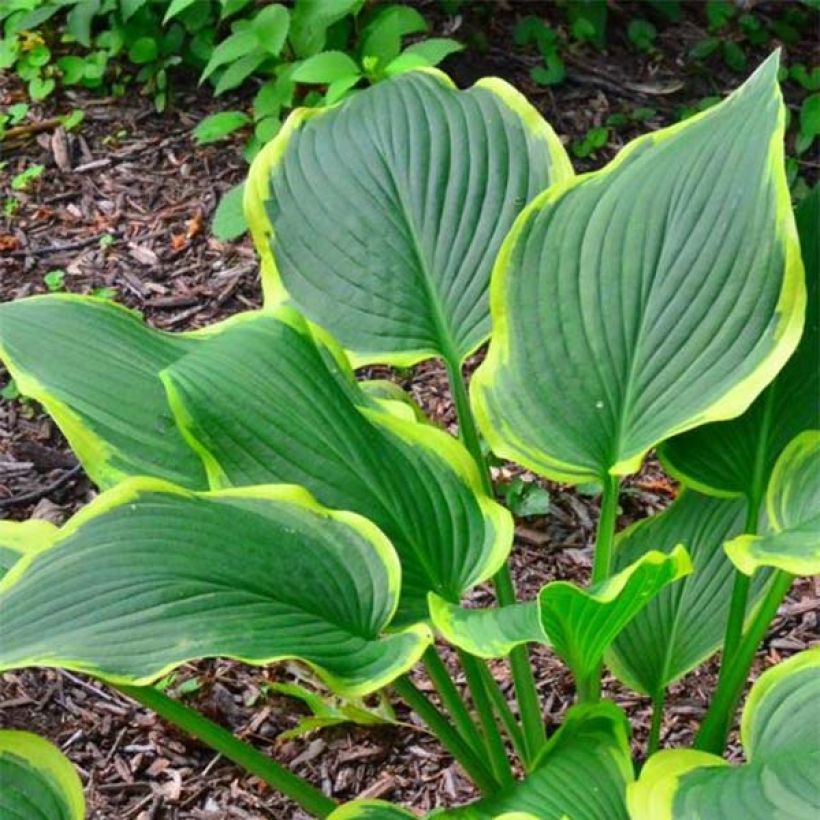 Hosta montana Yellow River (Fogliame)