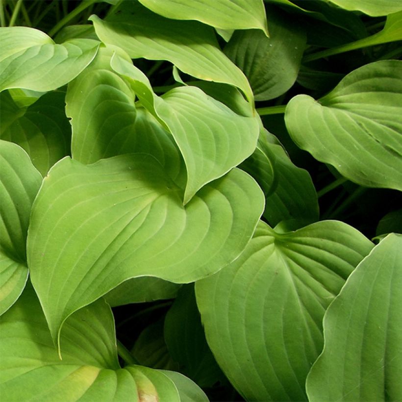 Hosta nakaiana (Fogliame)