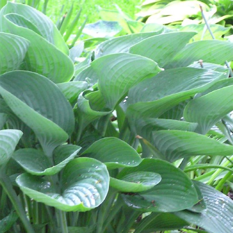 Hosta nigrescens (Fogliame)