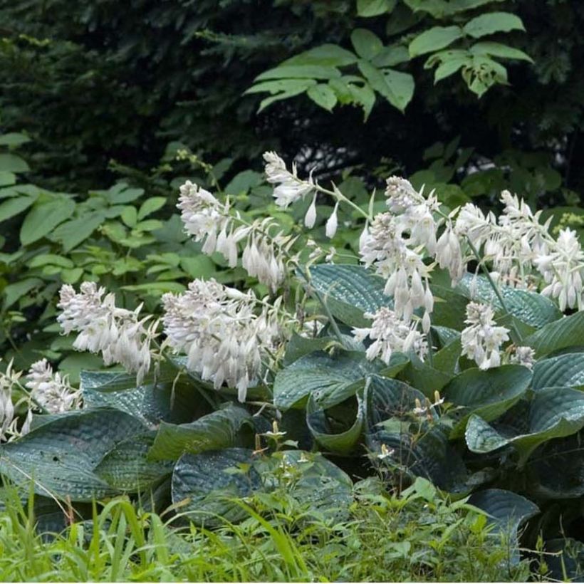 Hosta sieboldiana (Fioritura)