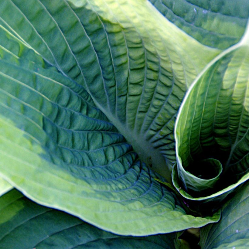 Hosta sieboldiana Frances williams (Fogliame)