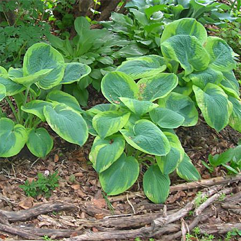 Hosta sieboldiana Frances williams (Porto)