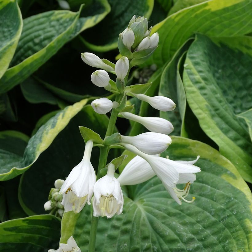 Hosta sieboldiana Frances williams (Fioritura)