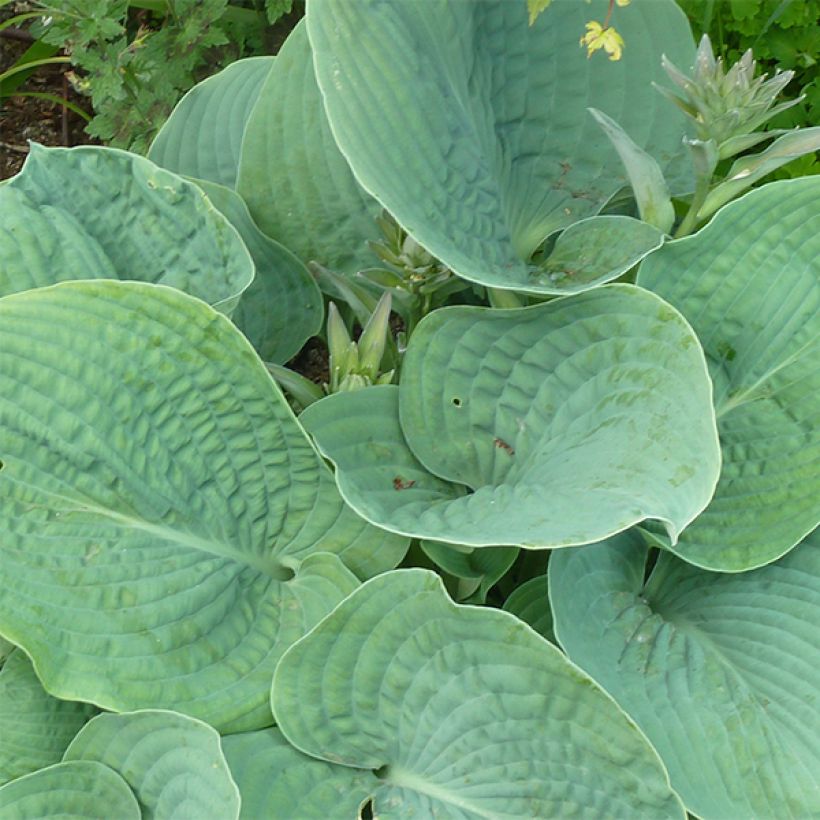 Hosta sieboldiana var. elegans (Fogliame)