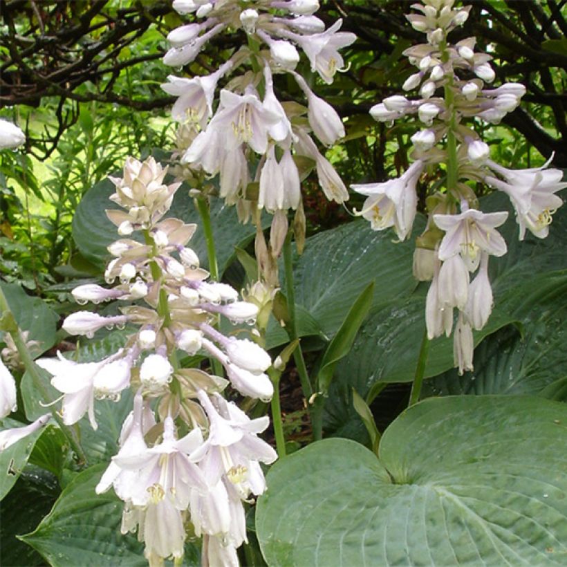 Hosta sieboldiana var. elegans (Fioritura)