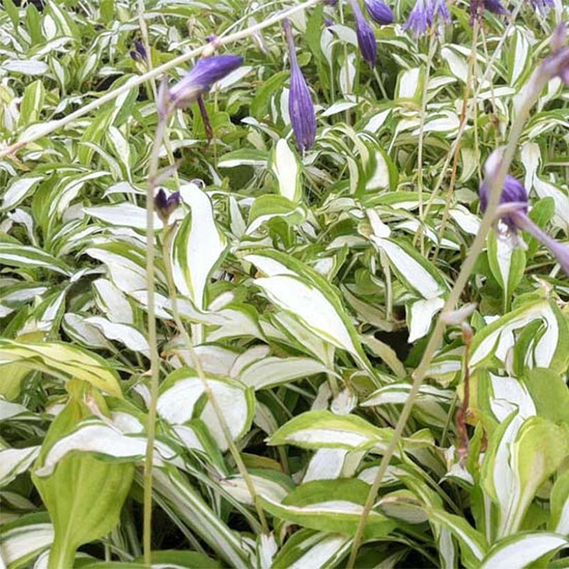 Hosta sieboldii Silver Kabitan (Fogliame)