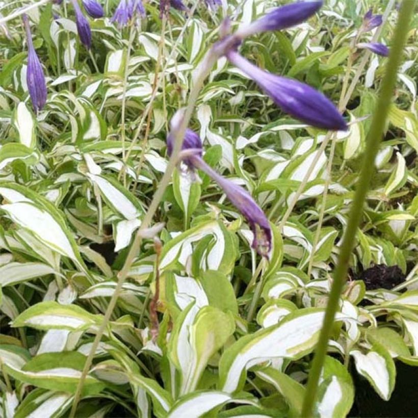 Hosta sieboldii Silver Kabitan (Fioritura)