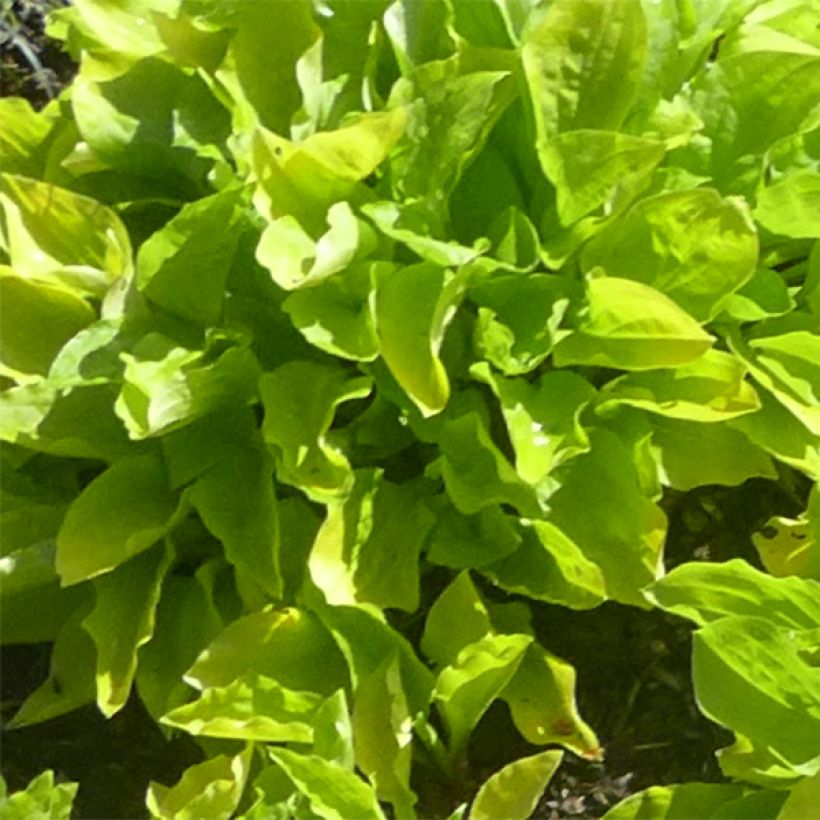 Hosta sieboldii Wogon (Fogliame)