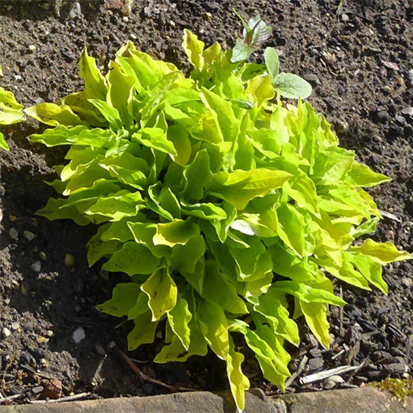 Hosta sieboldii Wogon (Porto)