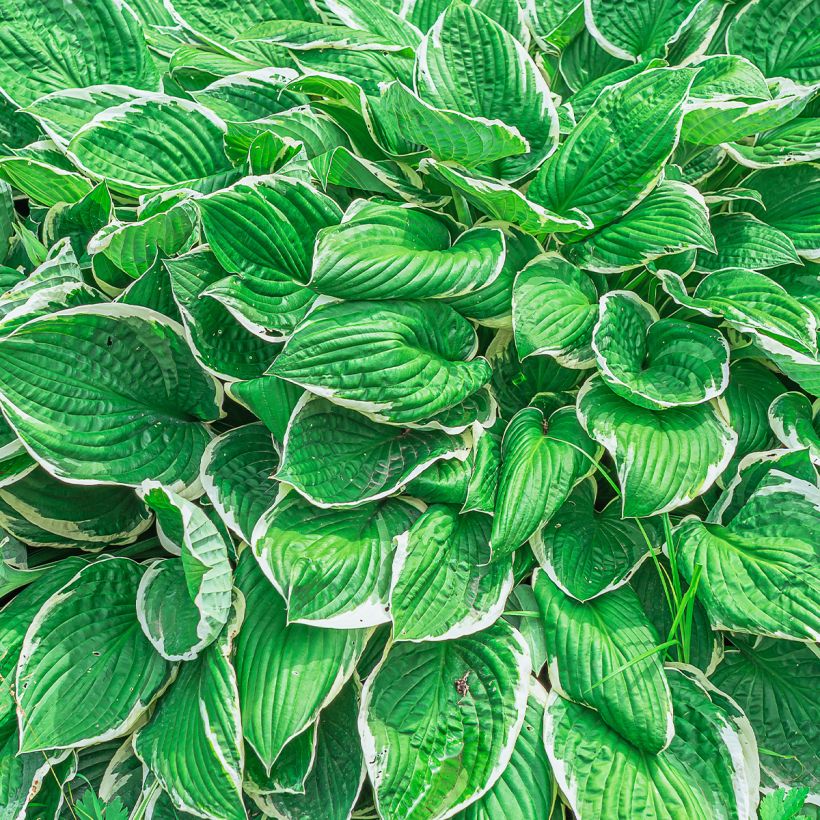 Hosta sieboldii var. alba (Fogliame)