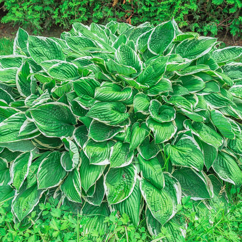 Hosta sieboldii var. alba (Porto)