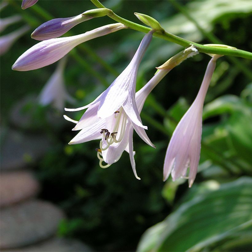 Hosta Summer Fragrance (Fogliame)