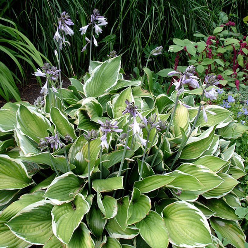 Hosta Summer Fragrance (Porto)