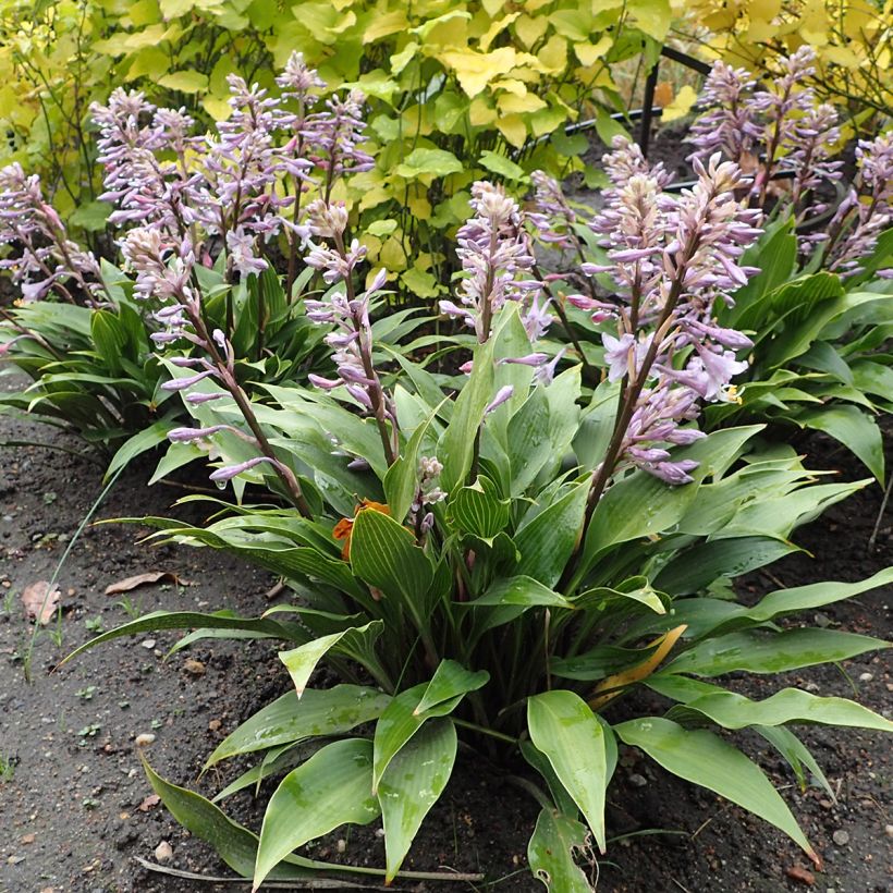 Hosta tardiflora (Porto)