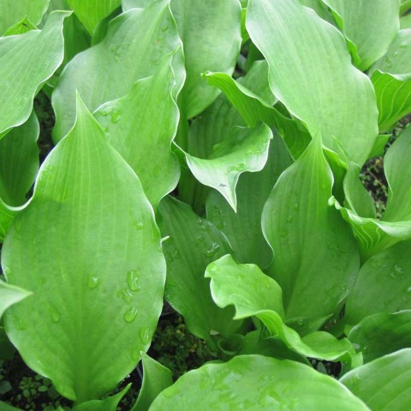 Hosta undulata Erromena (Fogliame)